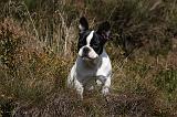 BOULEDOGUE FRANCAIS 830